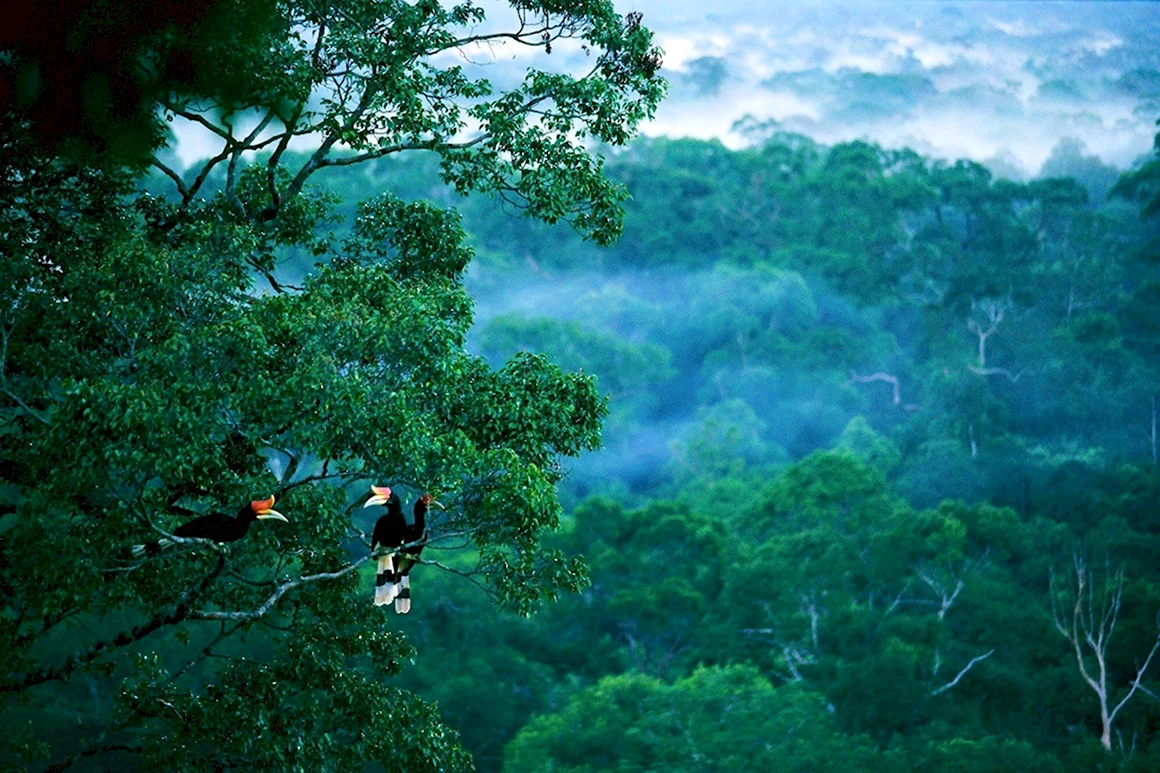 Тропические леса Борнео