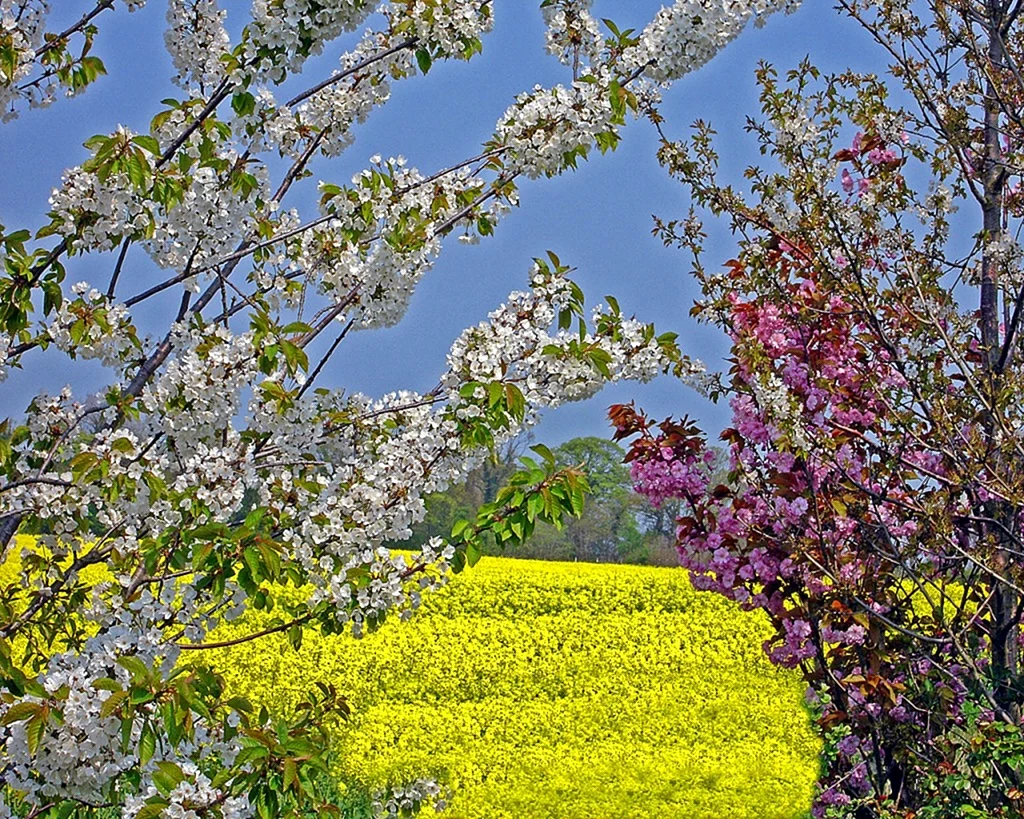 Цветение садов весной
