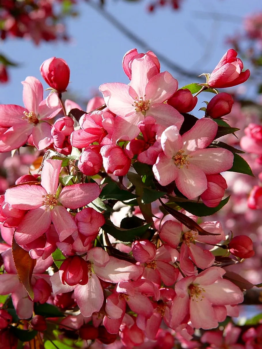 Цветет яблоня Пинк Роуз