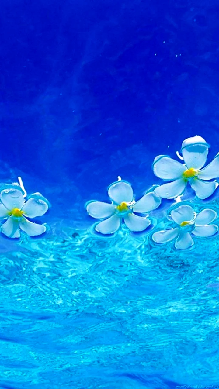 Цветочки на воде