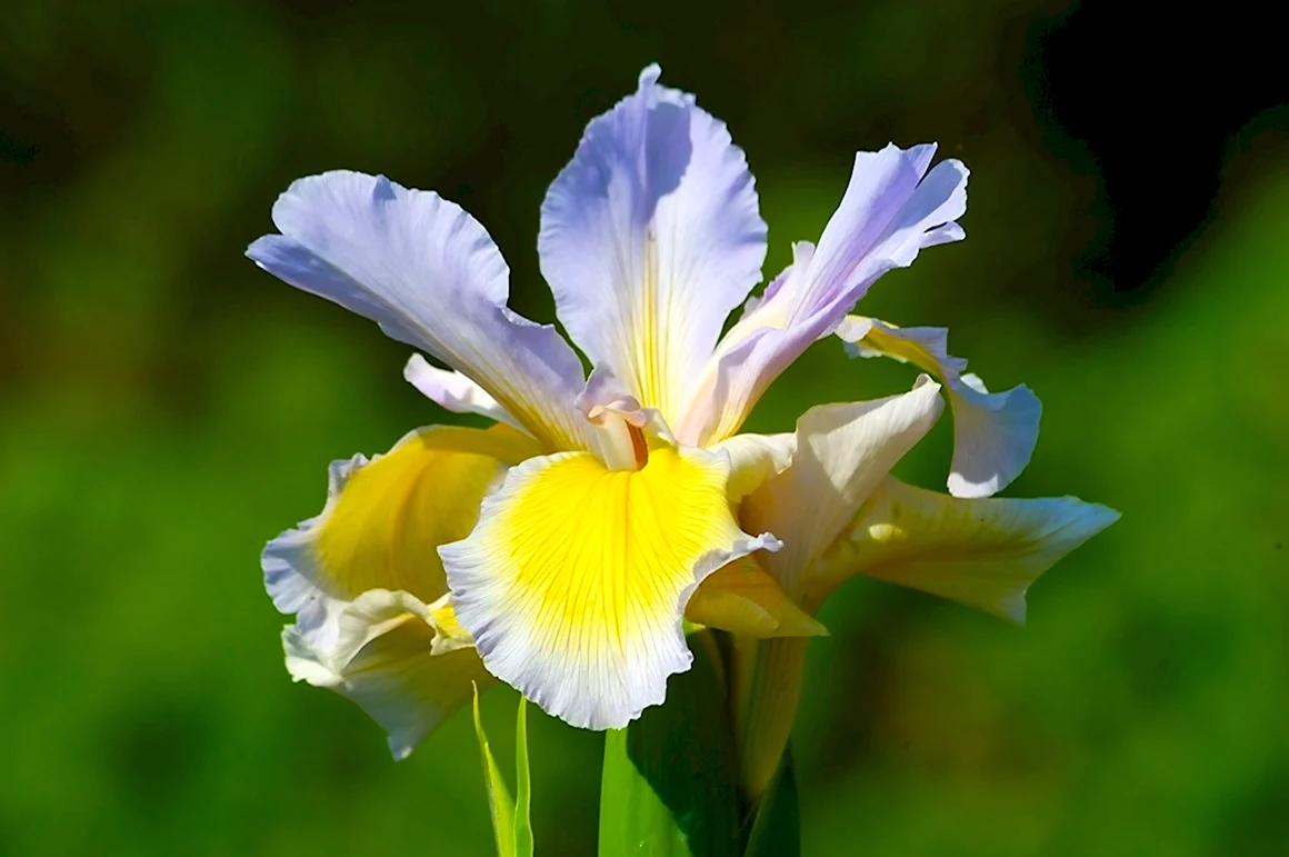 Цветок Ирис Касатик