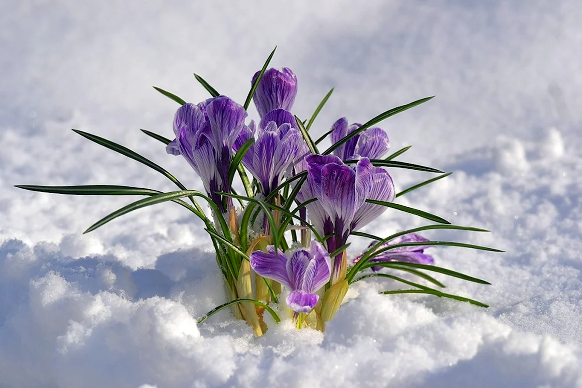 Цветок Крокус в снегу