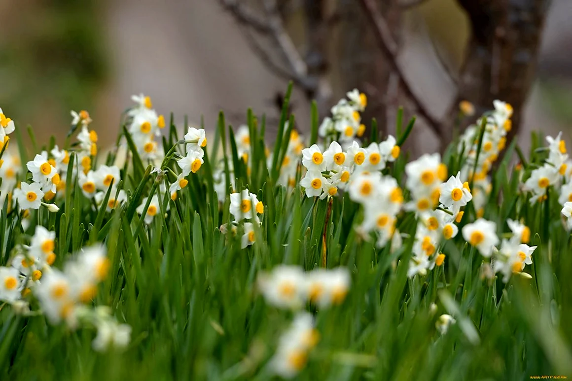 Цветок Нарцисс Лесной