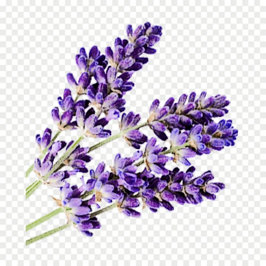 Цветок Витекс фиолетовый