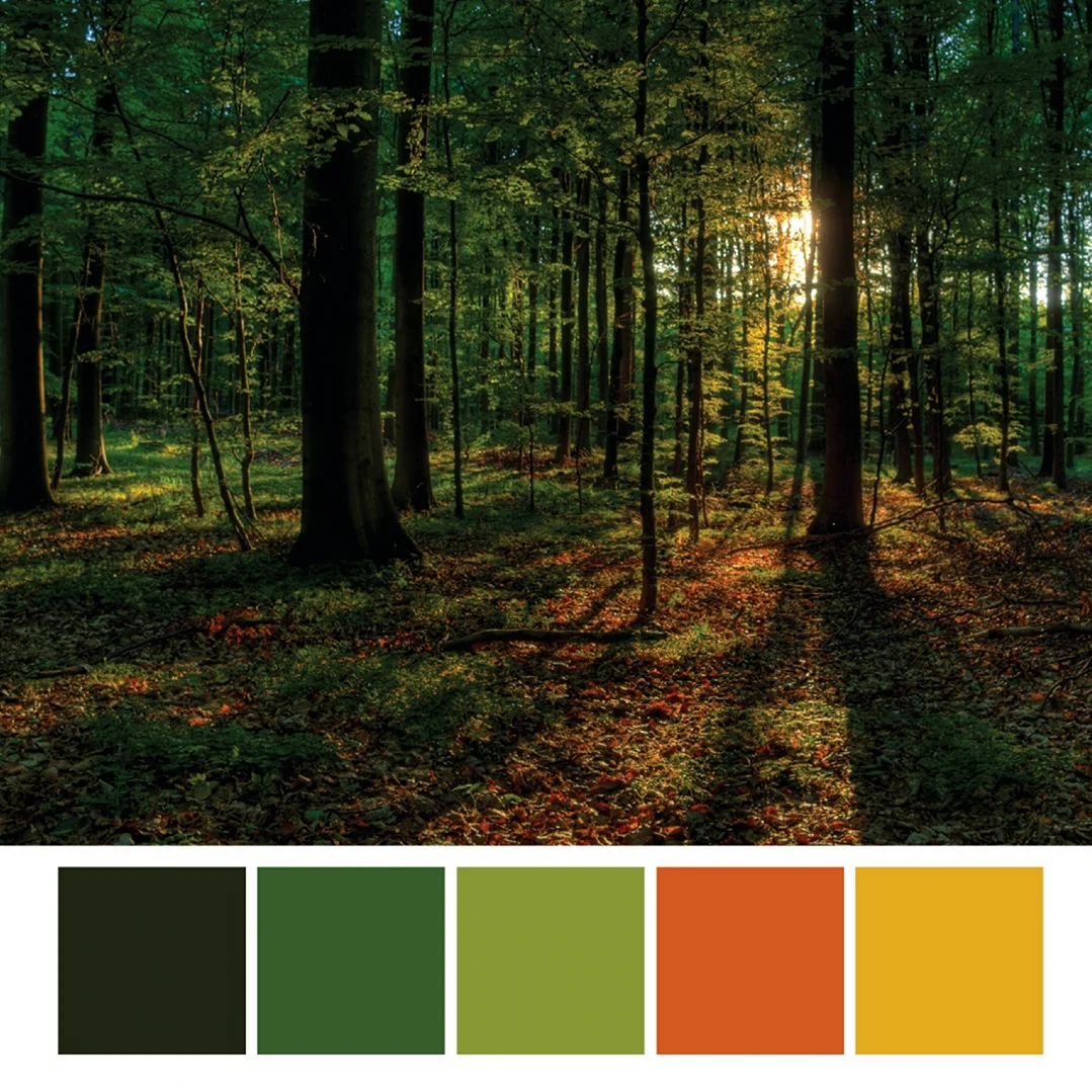 Цветовая палитра леса