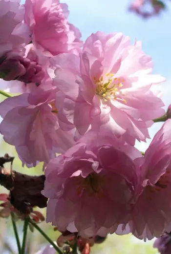 Цветущее дерево розовые цветы миндаля