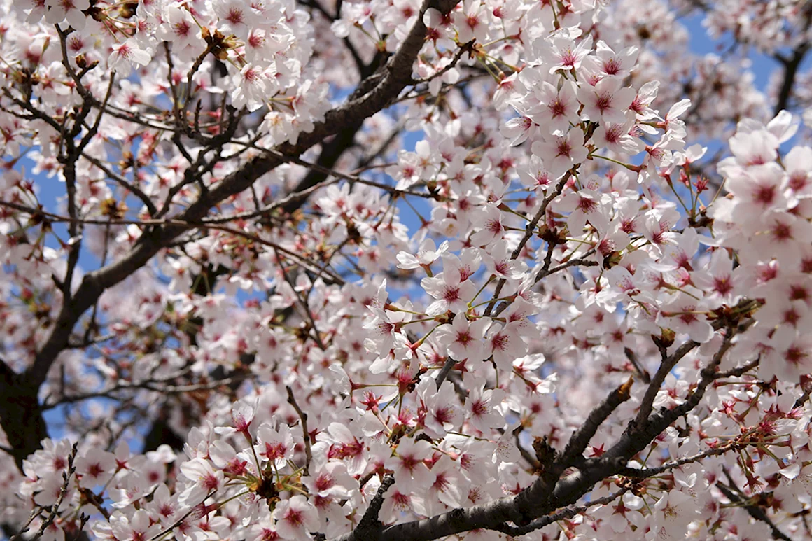 Цветущие деревья в апреле