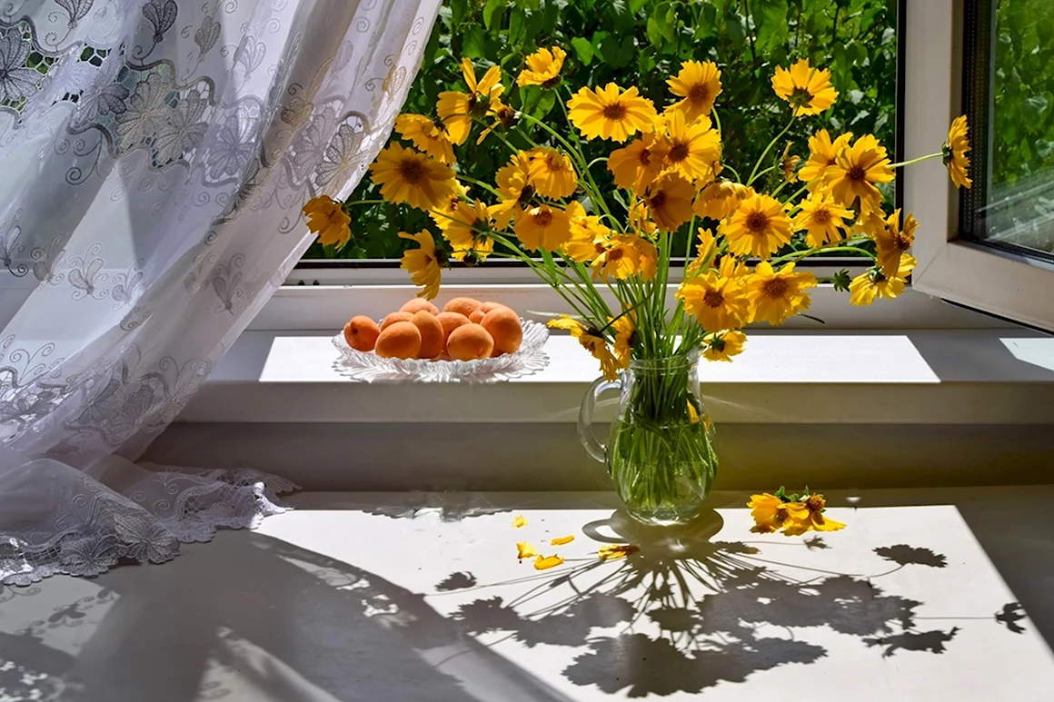 Цветы для солнечного подоконника