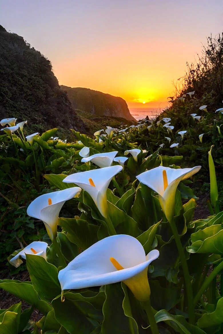 Цветы каллы в калифорнийской долине Calla Lily Valley