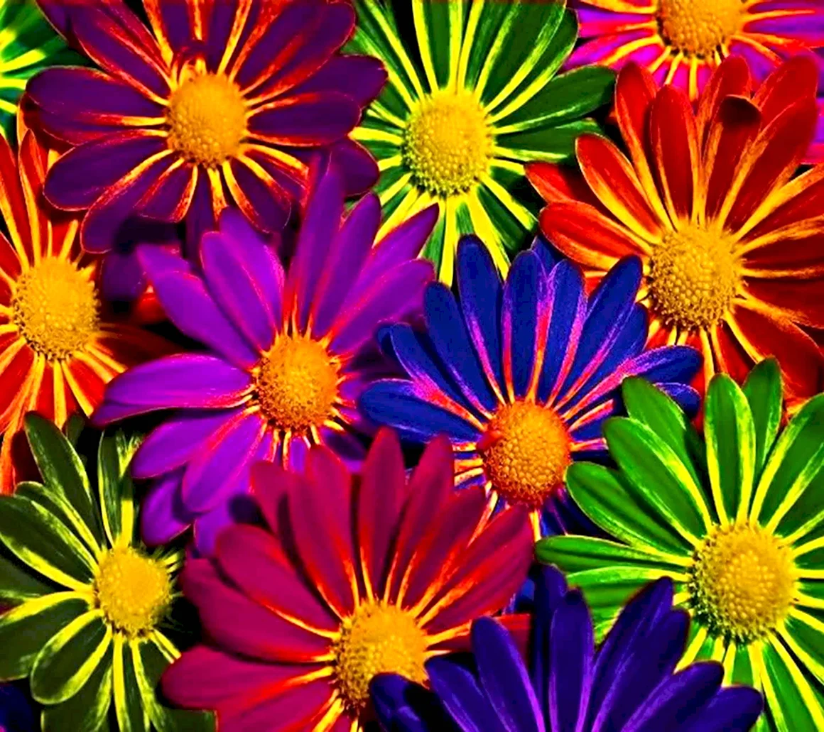 Цветы многоцветие круглые
