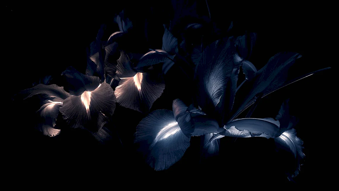 Цветы на черном фоне