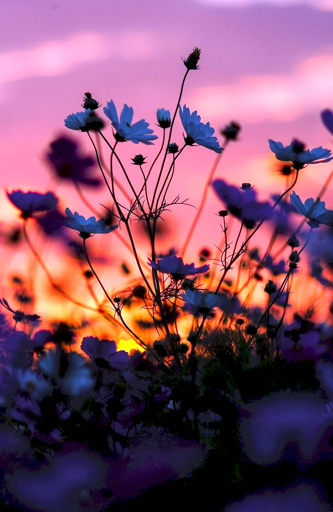 Цветы на закате