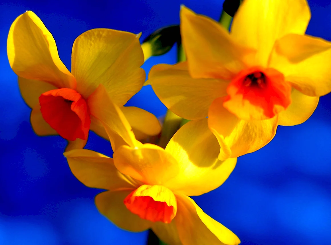 Цветы на желтом фоне