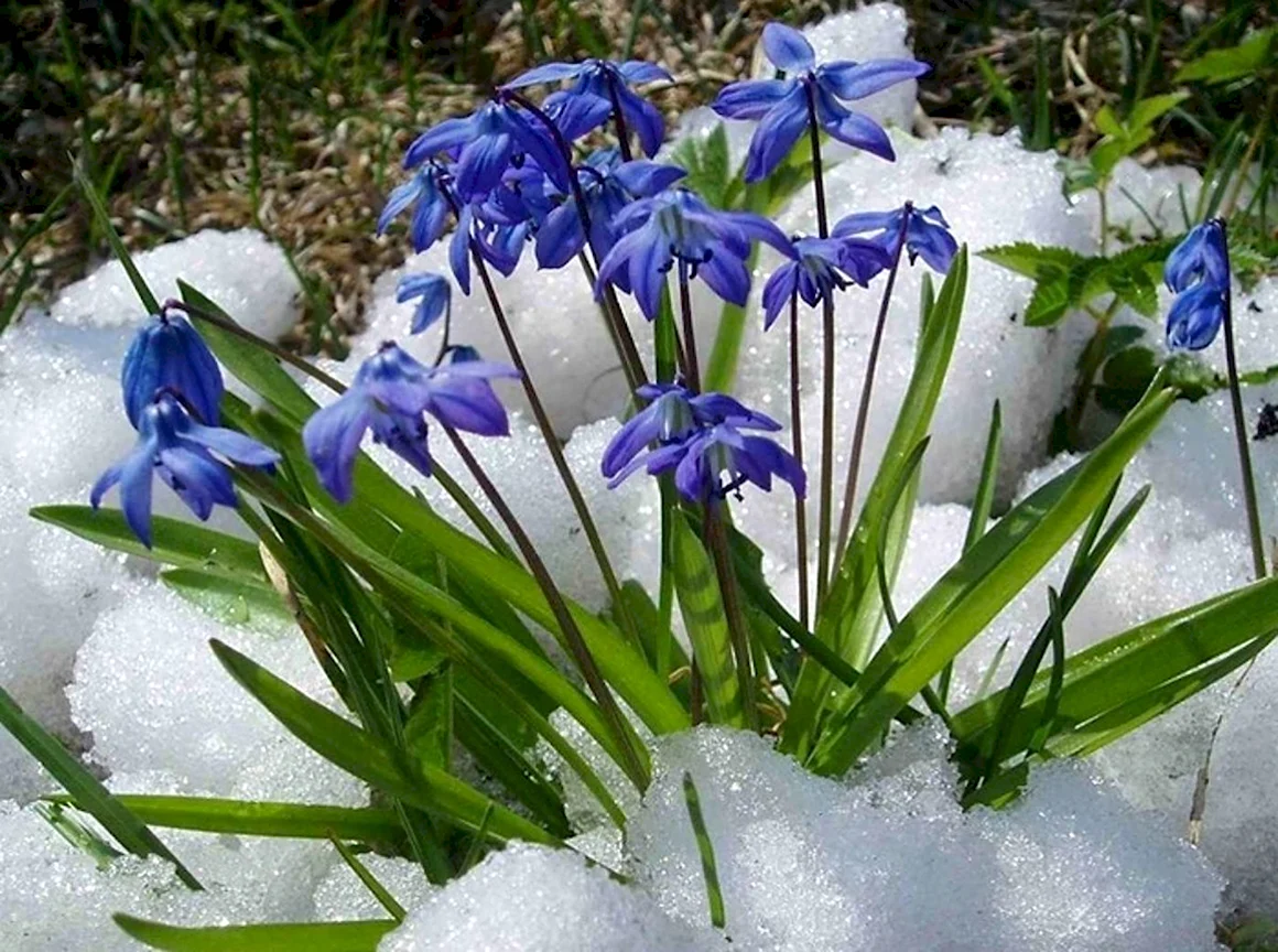 Цветы пролески голубые подснежники