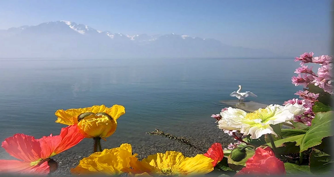 Цветы Швейцарии Женевское озеро