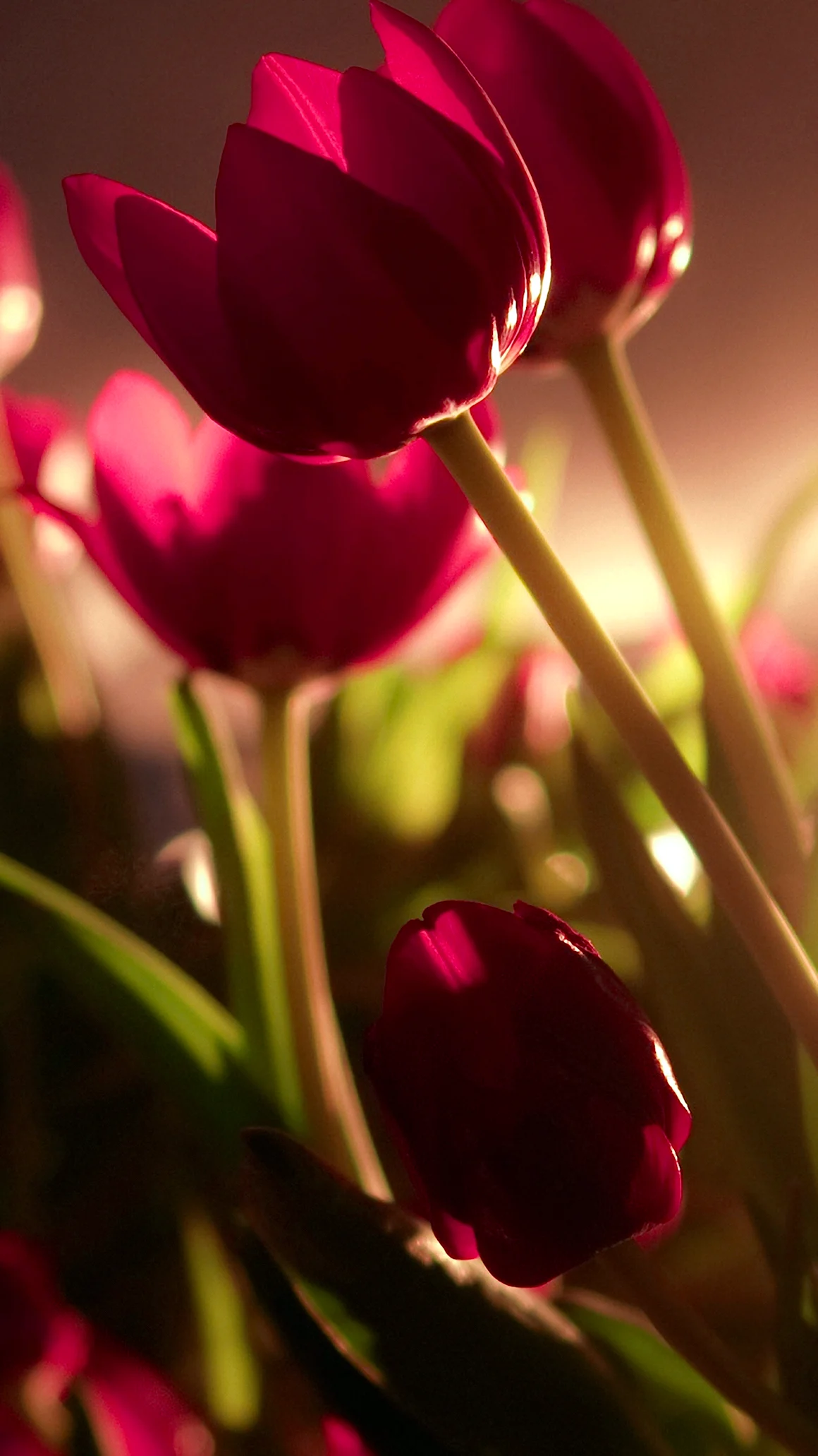 Цветы тюльпаны HD