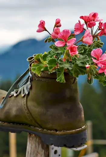 Цветы в ботинках
