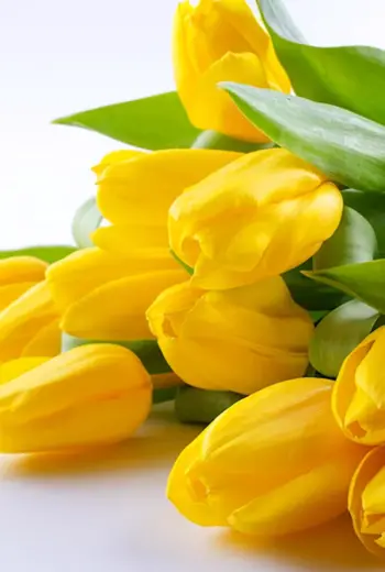 Цветы желтые тюльпаны