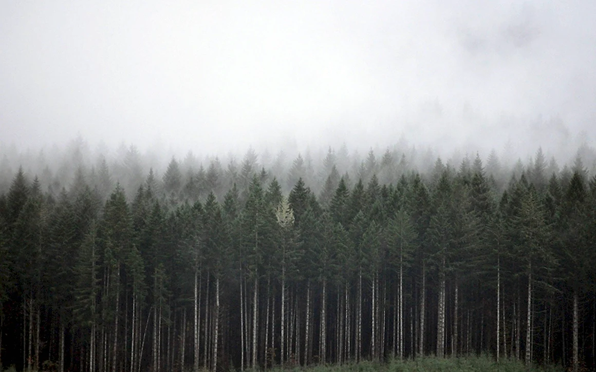Твин пикс Сосновый лес