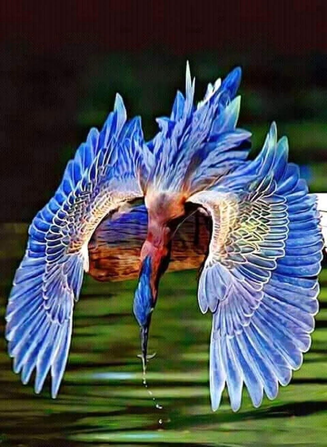 Удивительные птицы