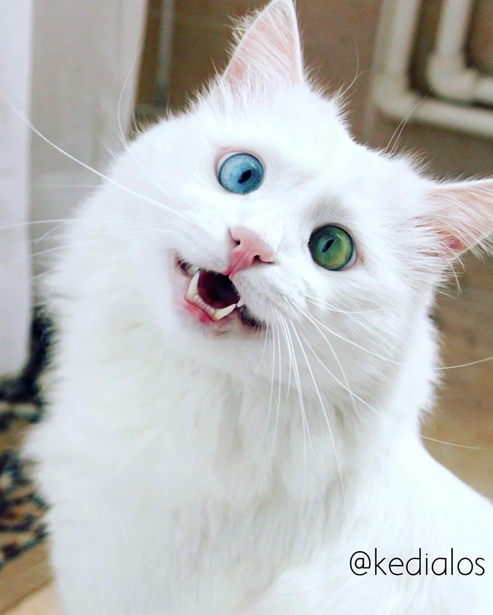 Удивленный белый кот