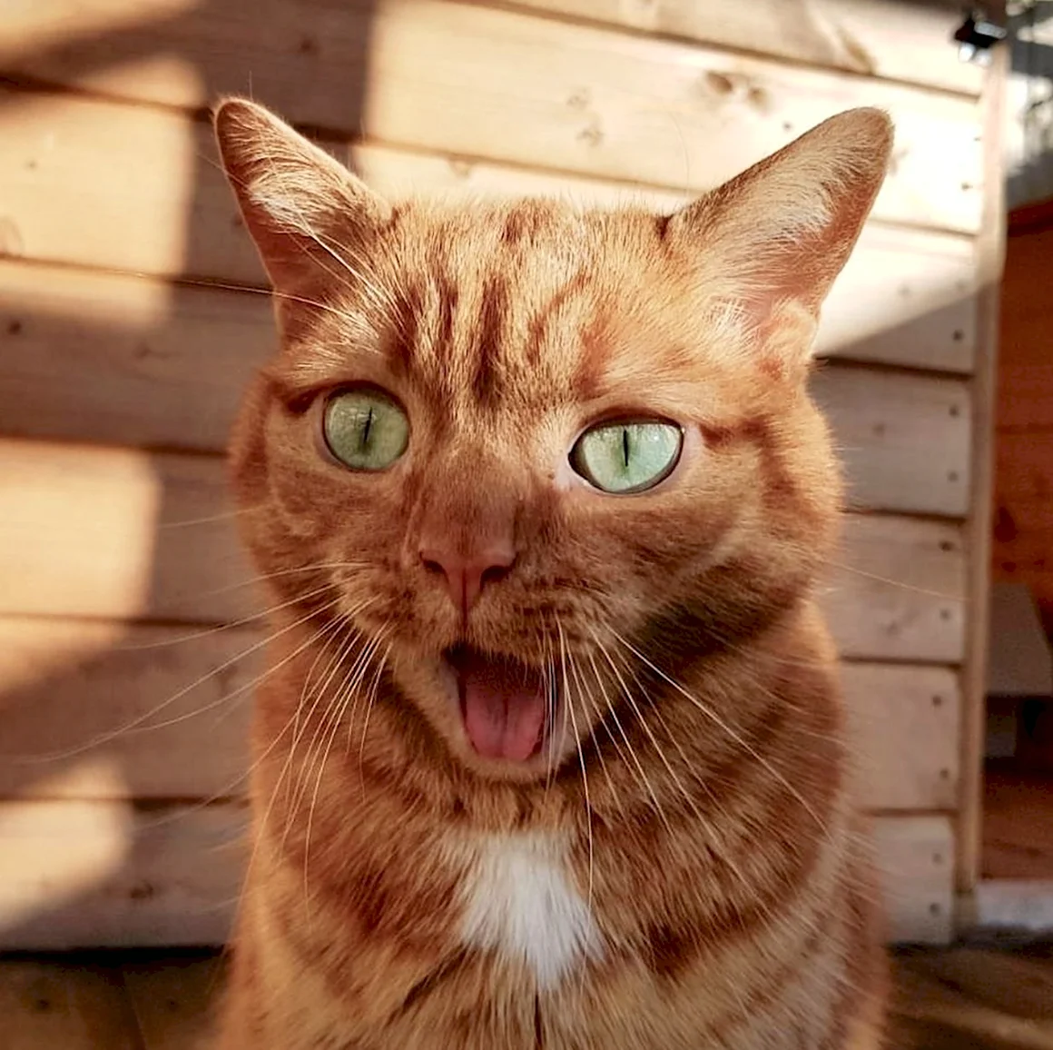 Удивленный кот