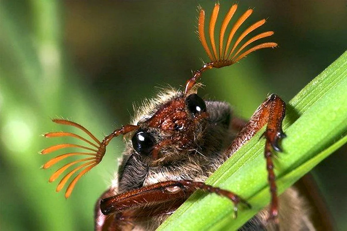 Усы майского жука