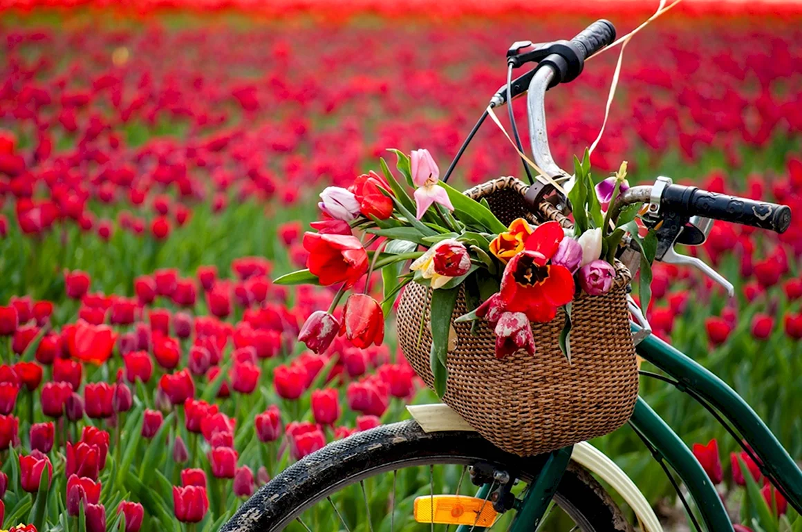 Велосипед с тюльпанами