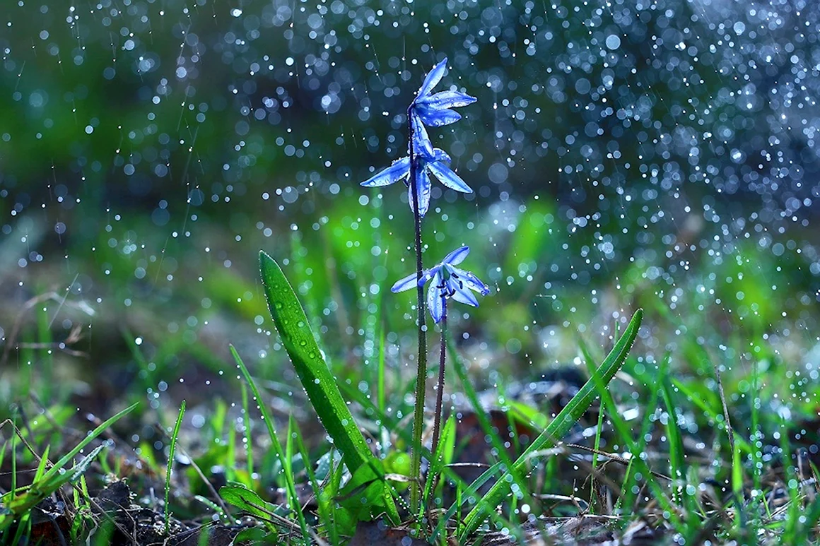 Весенние цветы под дождем