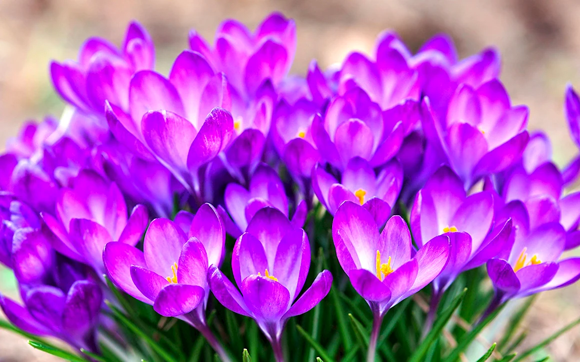 Весенний Шафран цветок