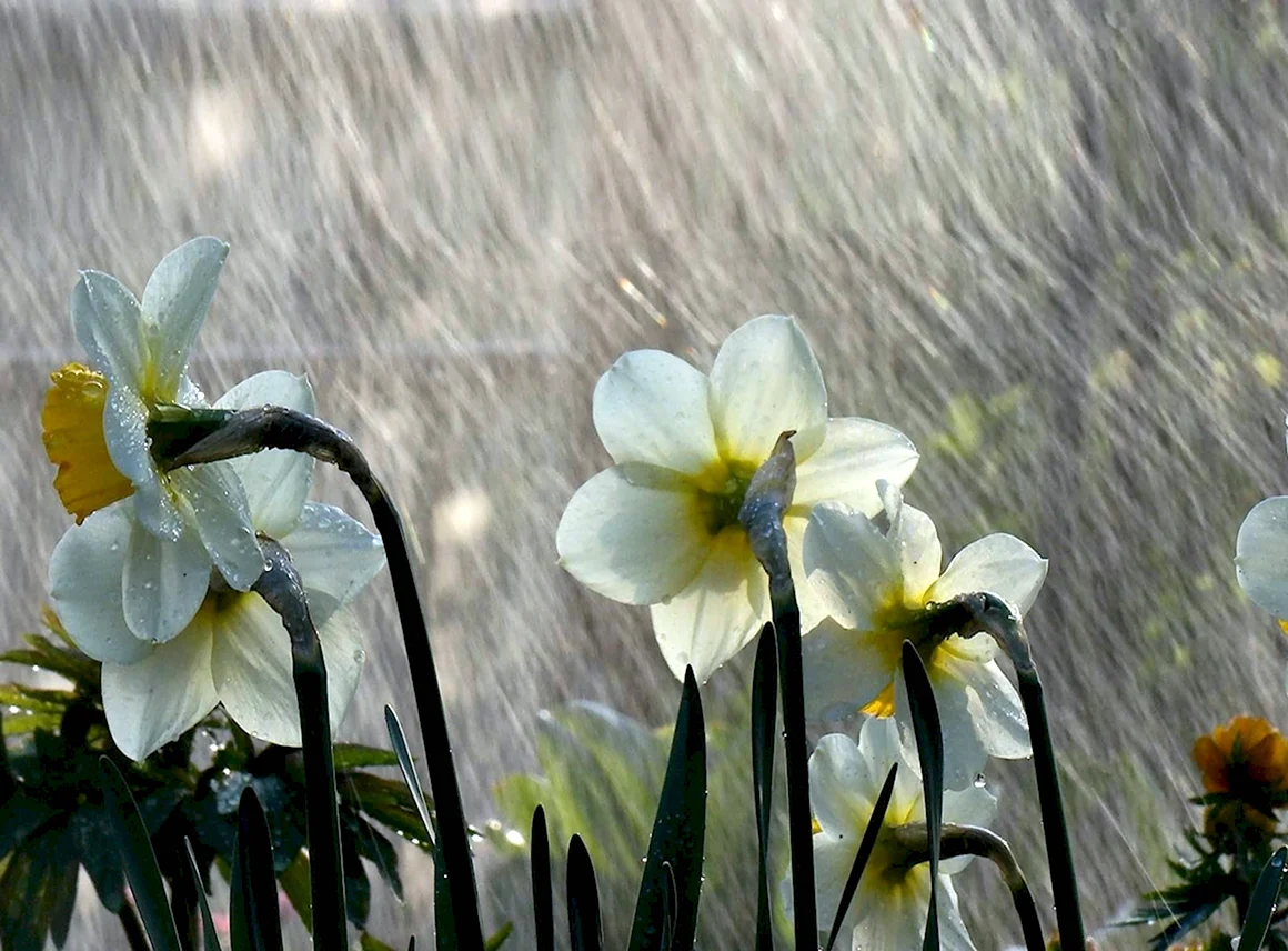 Весна дождь