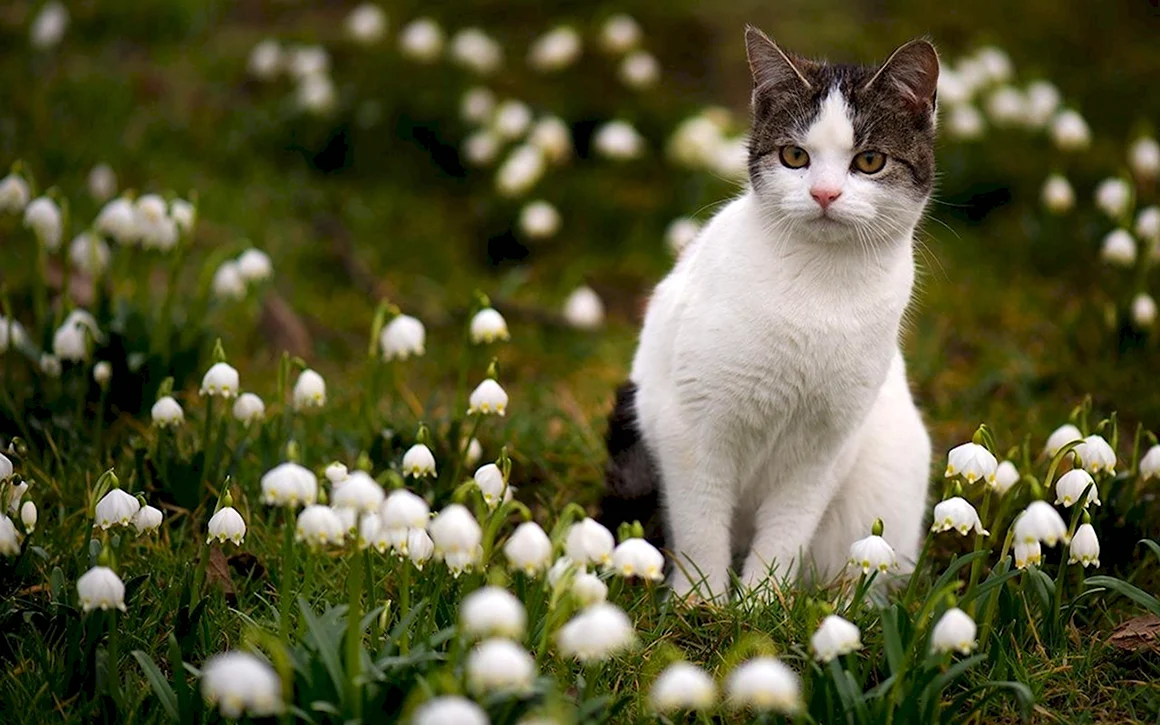 Весна и котики
