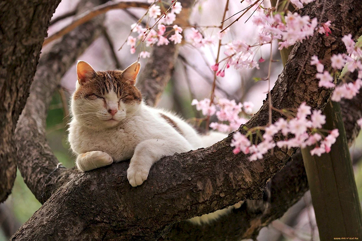Весна кот на ветке