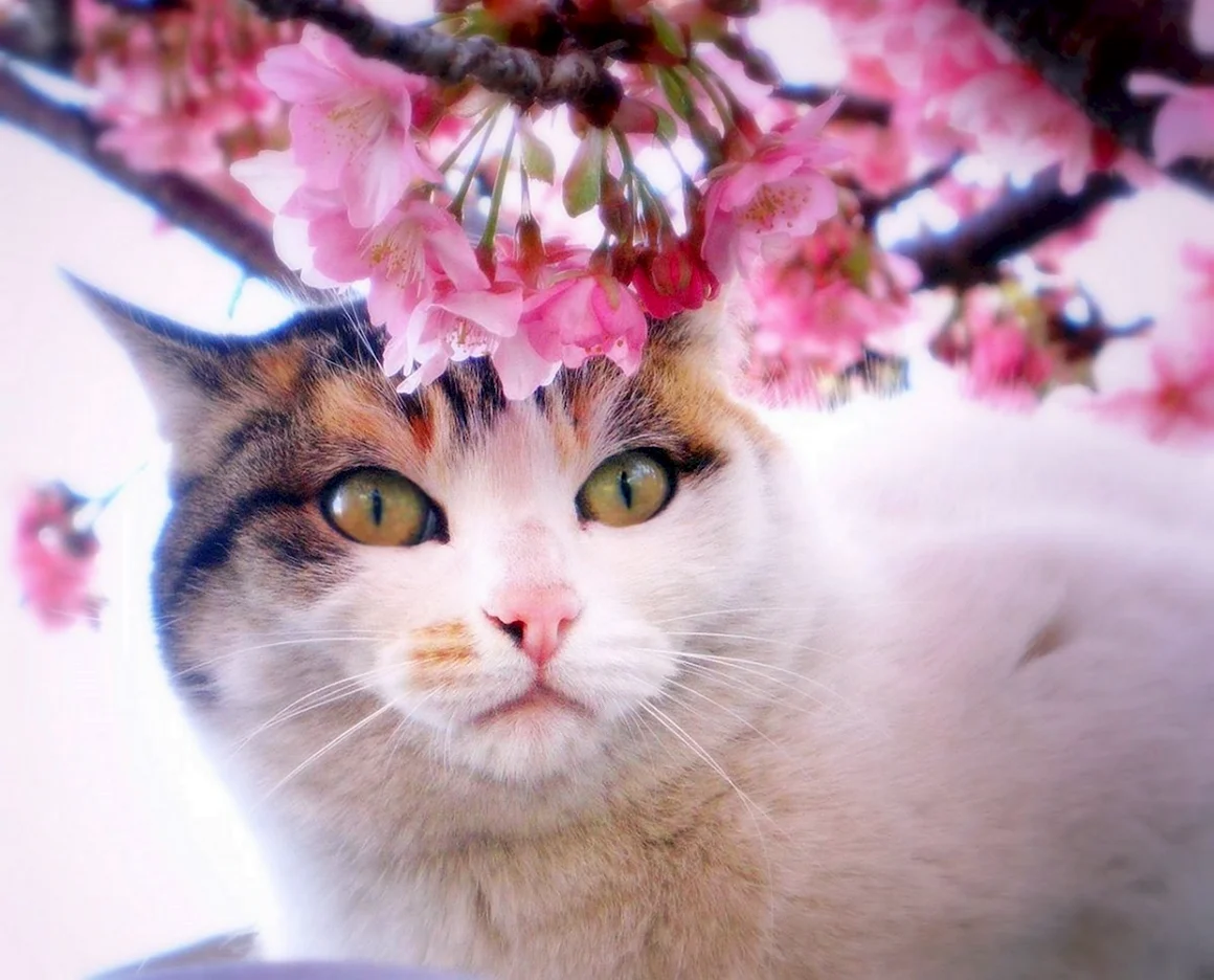 Весна коты