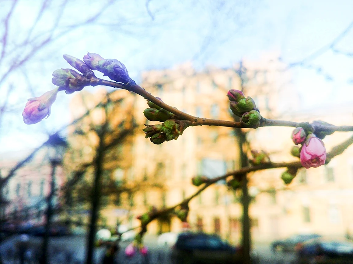 Весна в Питере