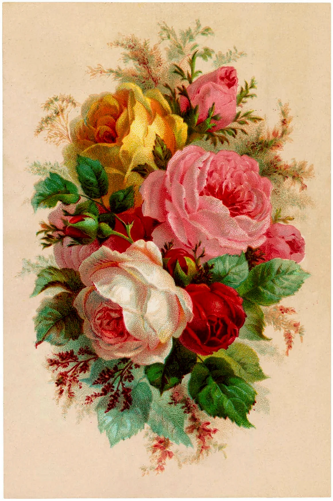 Викторианские розы