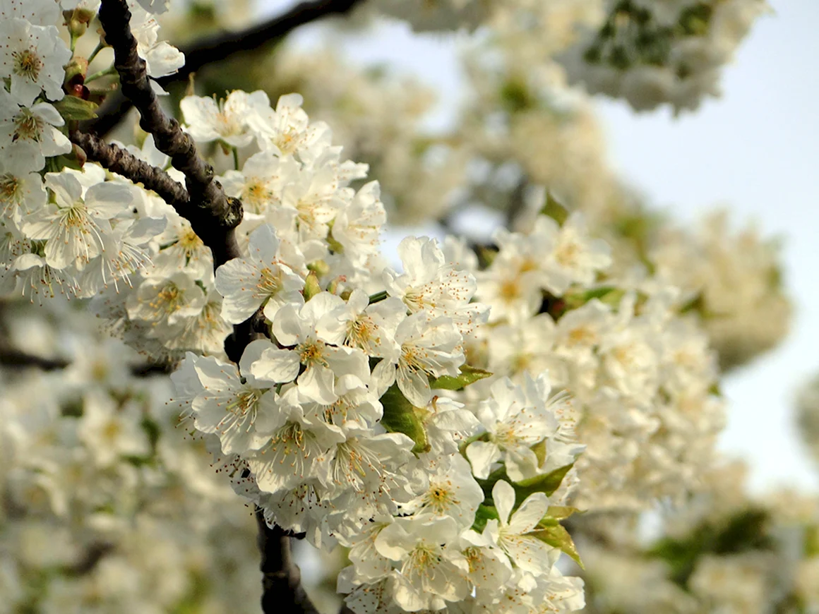 Вишня дерево цветение Весна