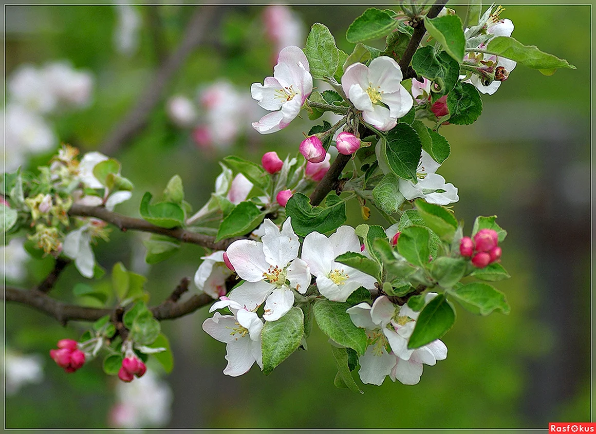 Вохмянин цветущие яблони