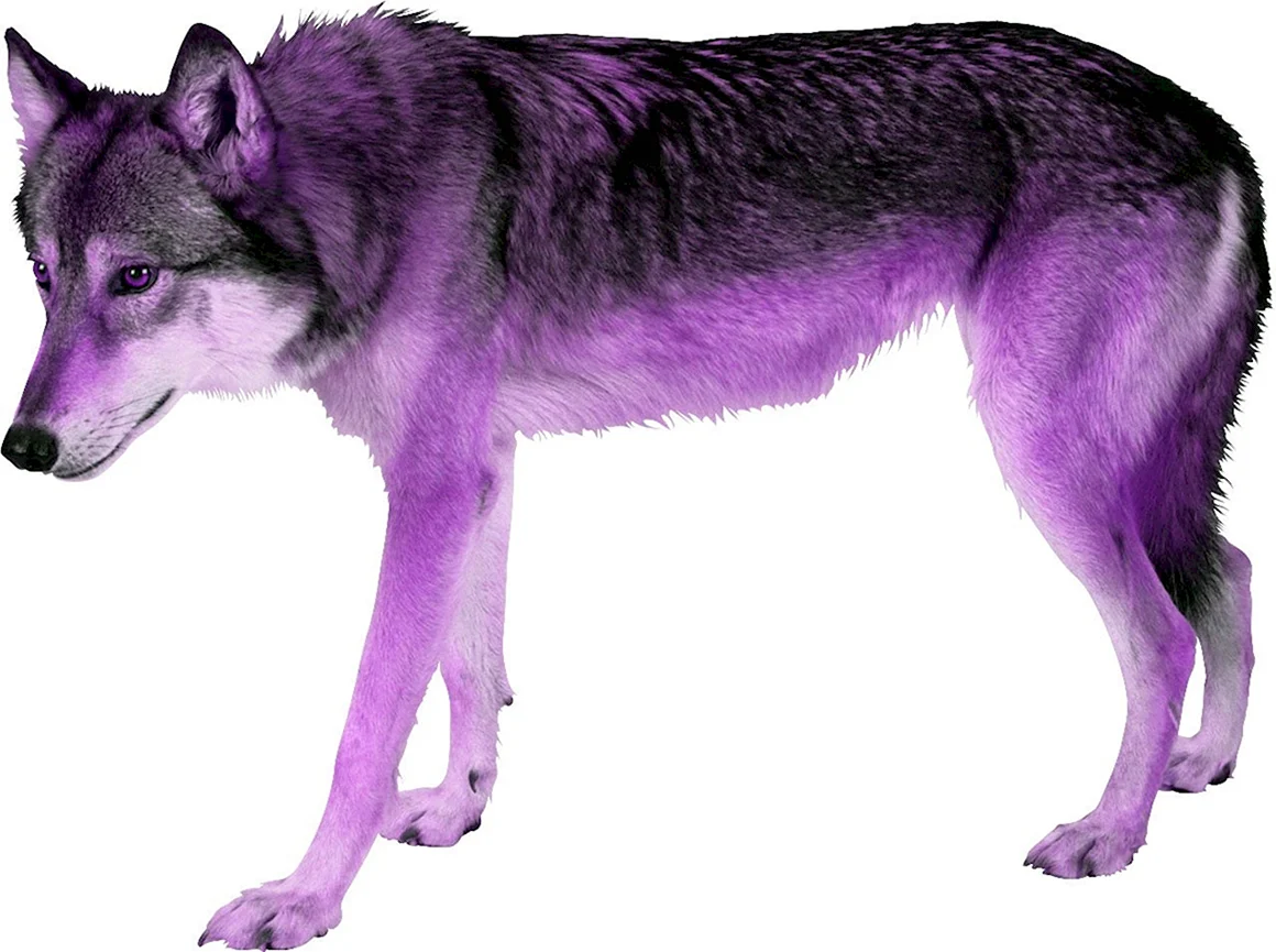 Волк на белом фоне