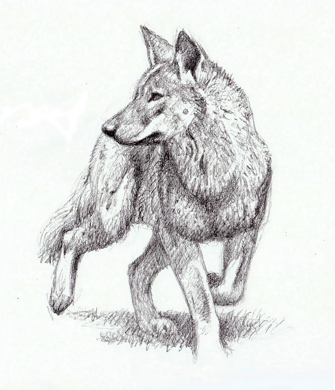 Волк зарисовка