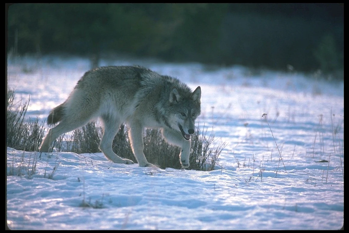 Волки бегут по снегу