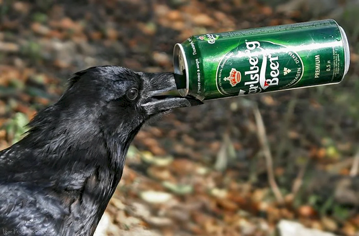 Ворона с пивом
