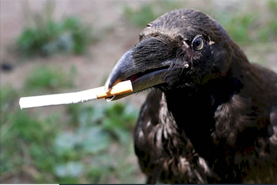 Ворона с сигаретой
