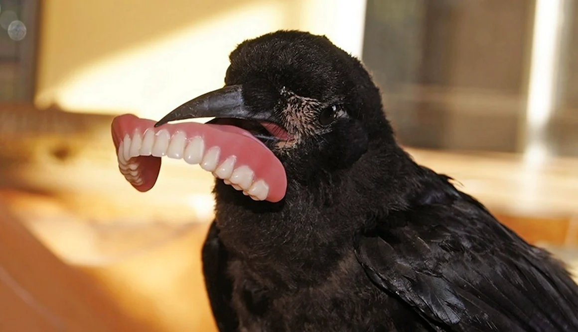 Ворона с зубами