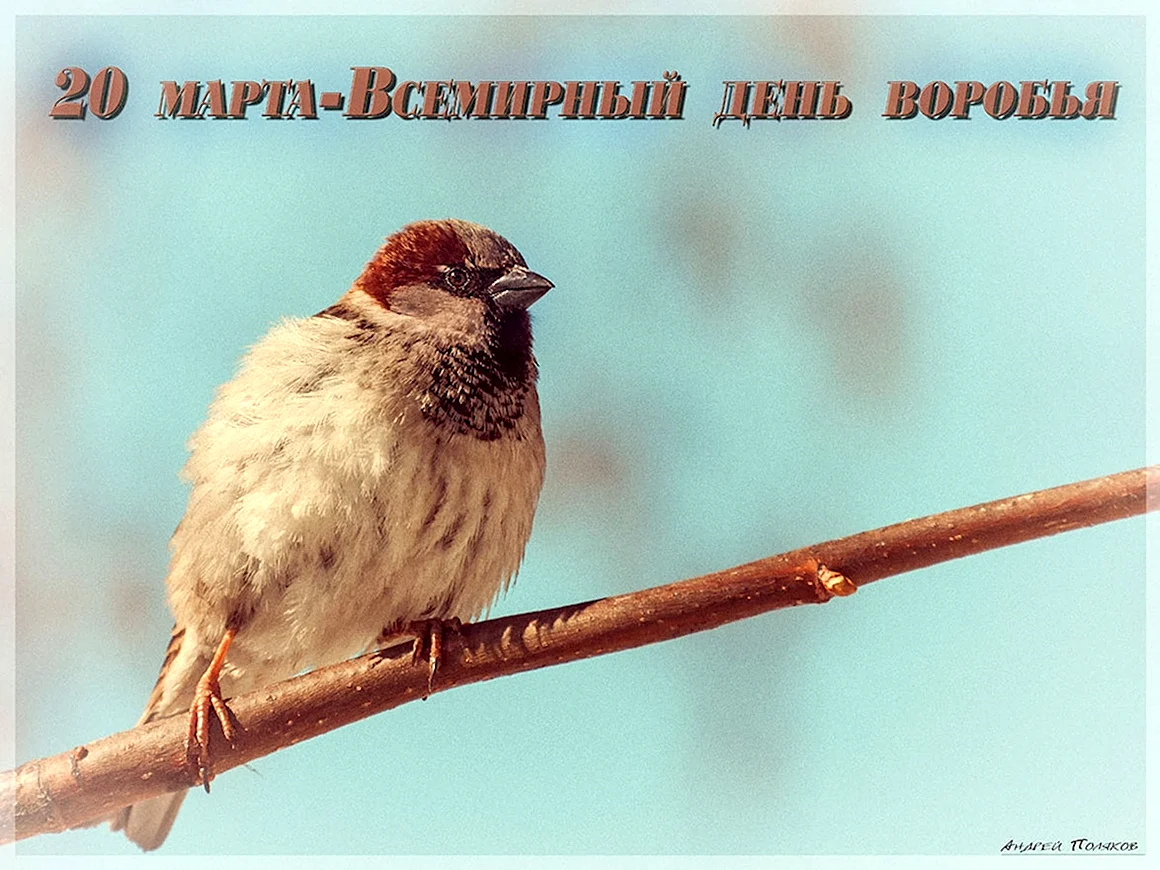 Всемирный день воробья World Sparrow Day
