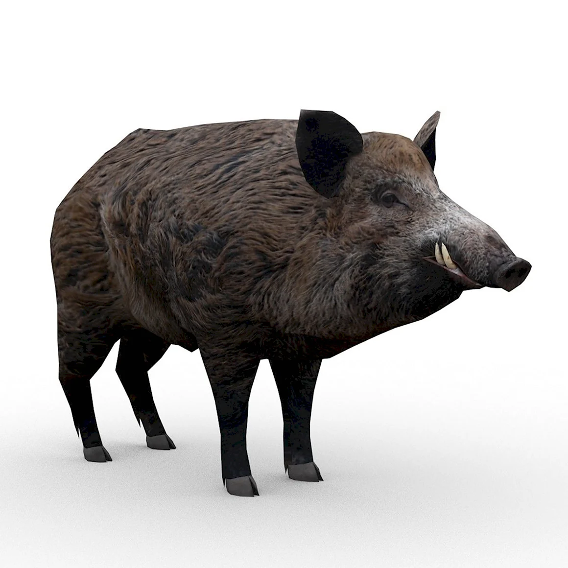 Wild Boar 3d model
