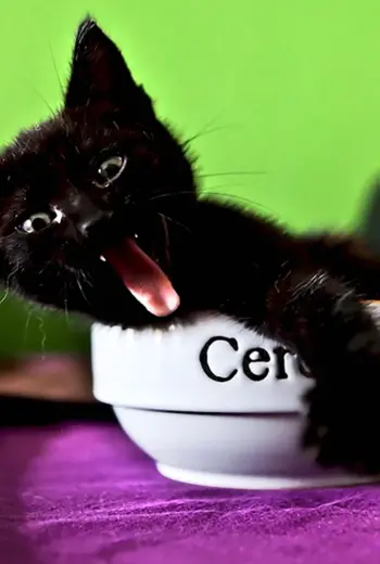 Забавный черный котенок