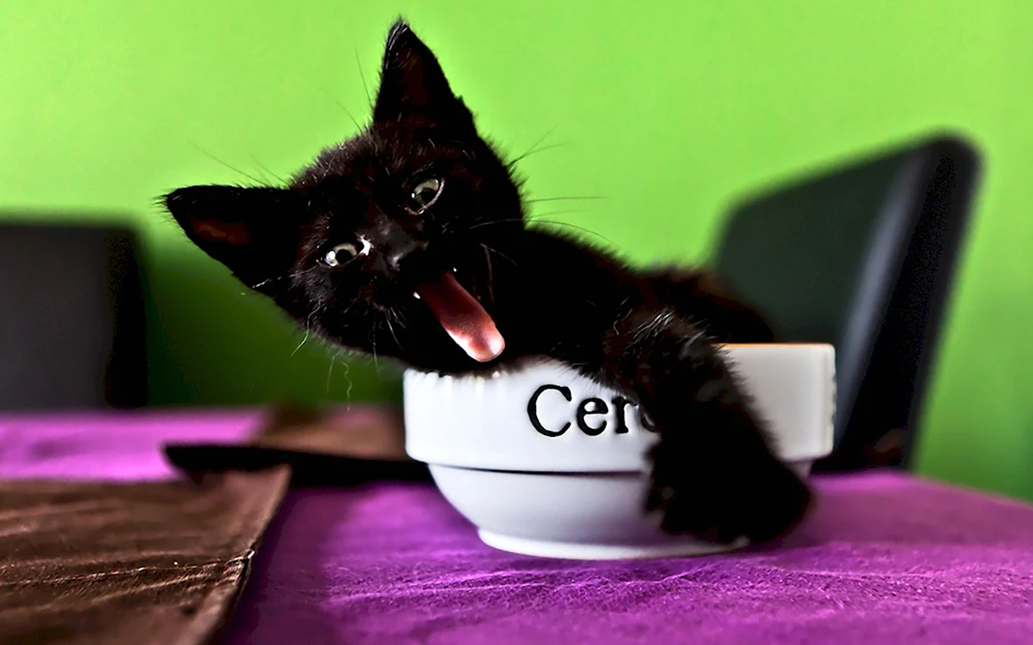 Забавный черный котенок