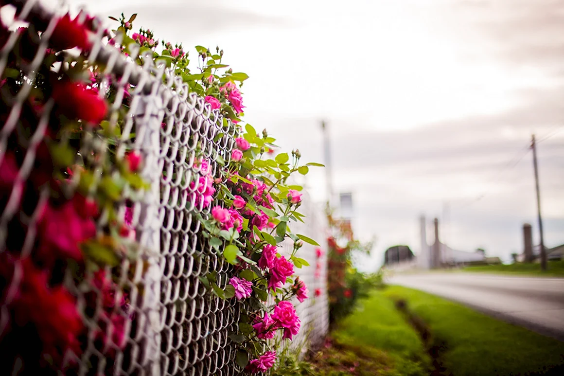 Забор с цветами