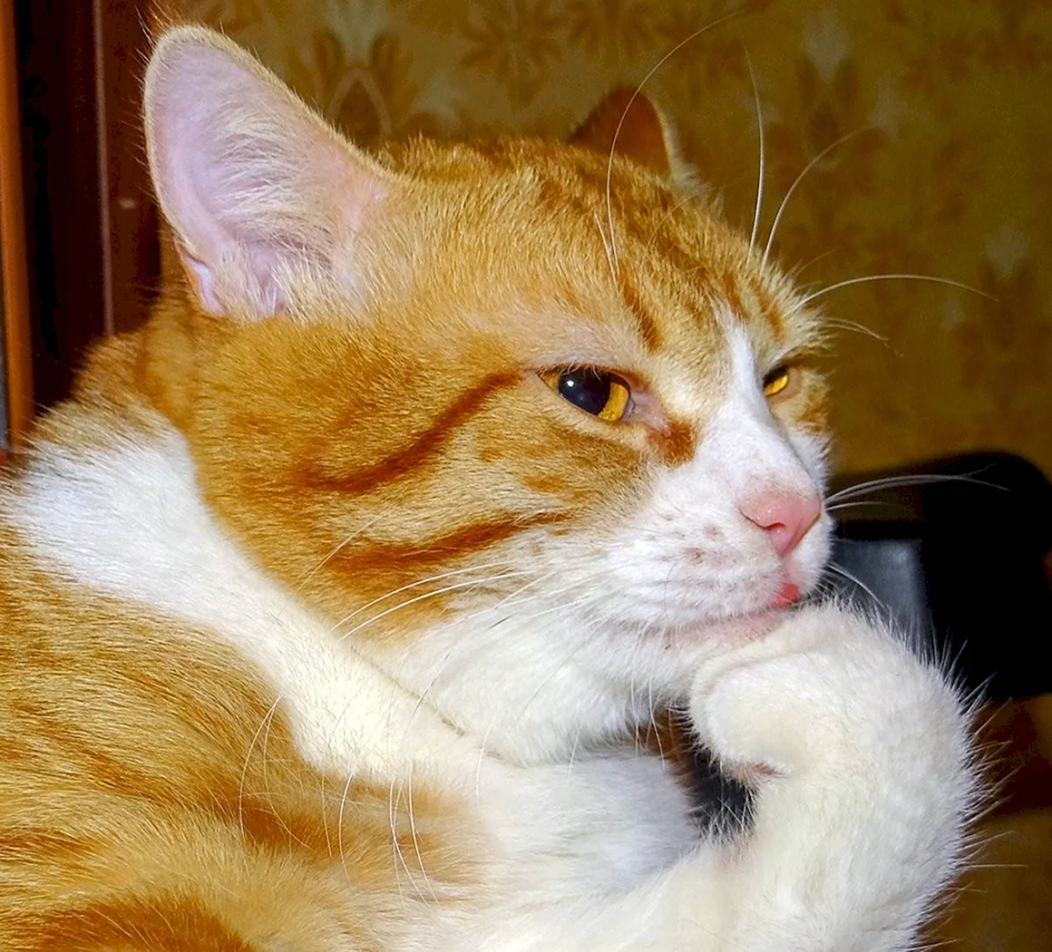 Задумчивый рыжий кот